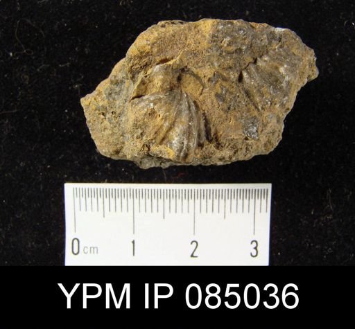 Stegerhynchus whitei?