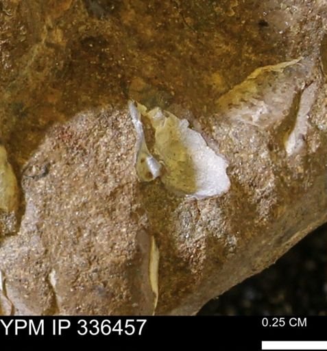 undet. Bivalvia