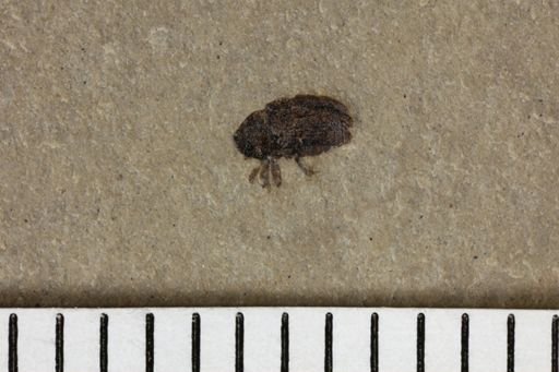 undet. Coleoptera
