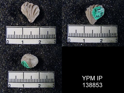 Eumetria (Hustedia) grandicosta
