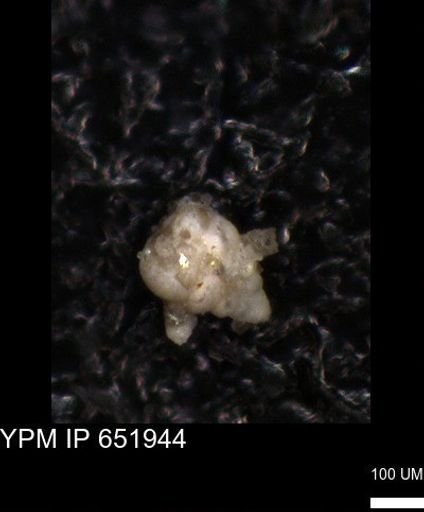 undet. Heterohelicidae