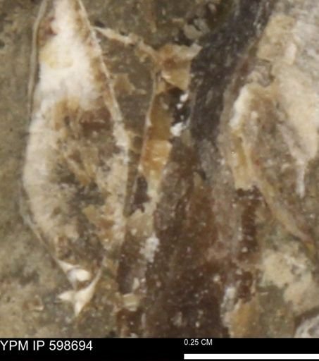 Mollusca