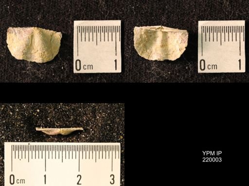 Chonetes sp.