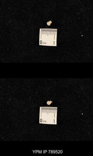 undet. Bryozoa