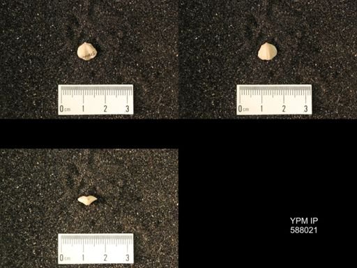 Zygospira modesta