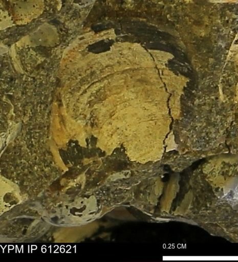 Protocardia?