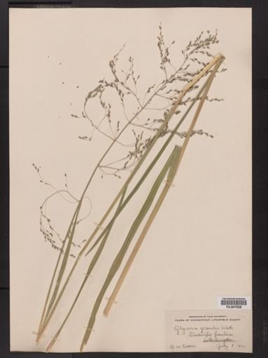 Glyceria grandis