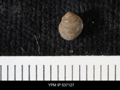 Viviparus montanaensis