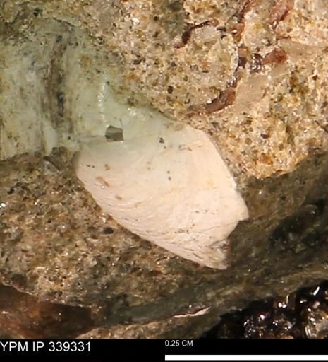 Protocardia sp.