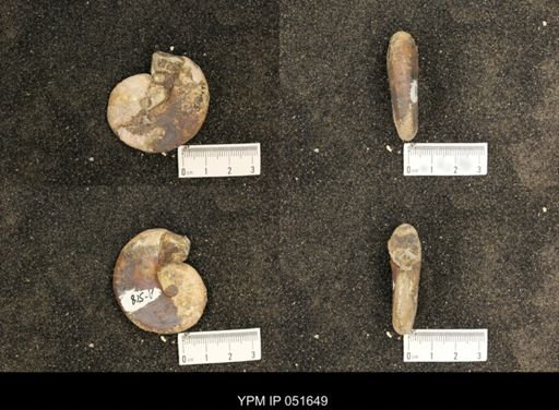 Hoploscaphites nicolletii