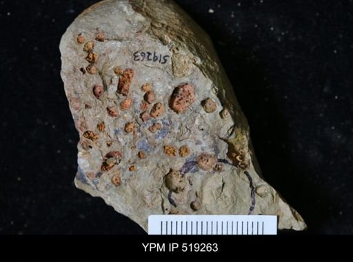 undet. Echinodermata