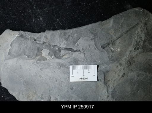 undet. Eurypterida