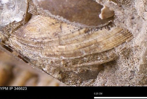 Limopsis striatopunctatus