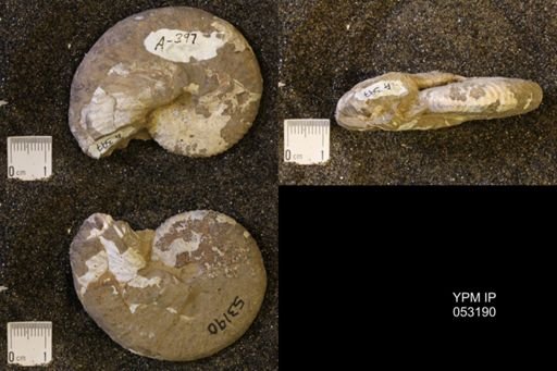 Discoscaphites conradi