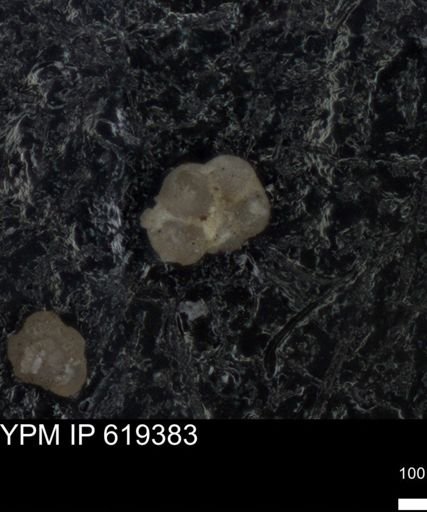 undet. Rugoglobigerinidae