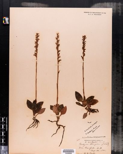 Goodyera oblongifolia