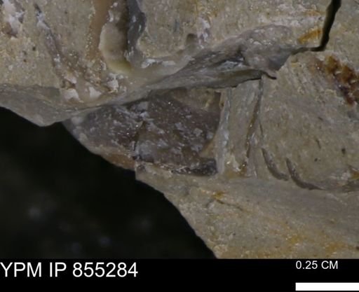 undet. Mollusca
