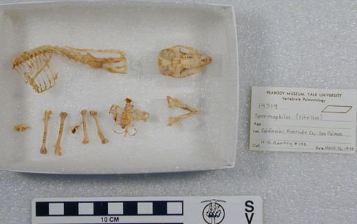Ammospermophilus leucurus leucurus