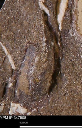 undet. Mollusca