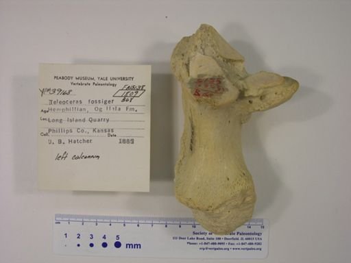 Teleoceras fossiger