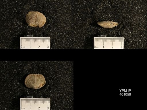 Dinorthis subquadrata