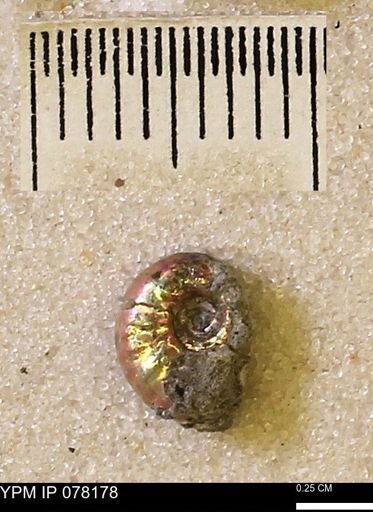 Hoploscaphites nicolletii