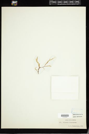 Haliseris plagiogramma