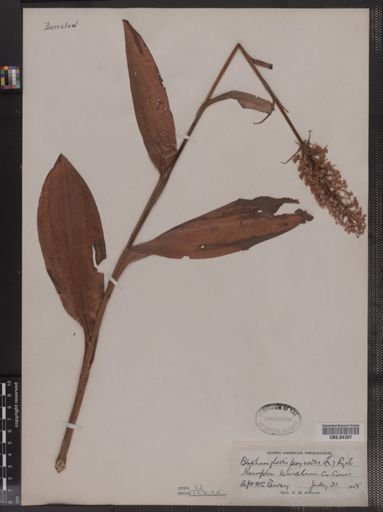 Blephariglottis psycodes