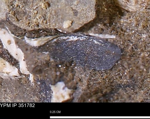 undet. Bivalvia