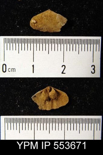 undet. Dalmanelloidea
