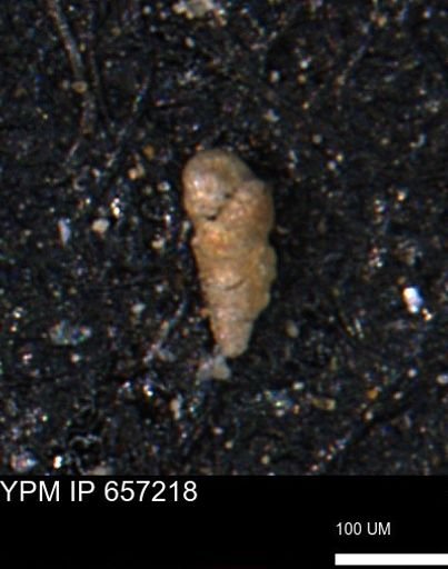 Verneuilinoides kansasensis