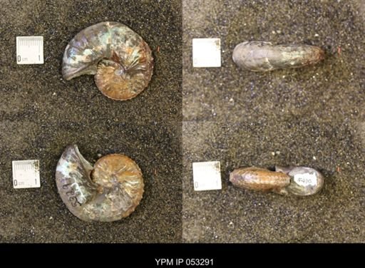Discoscaphites conradi