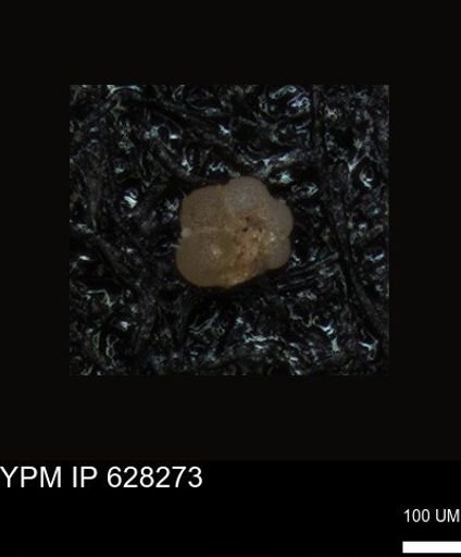 undet. Foraminiferida