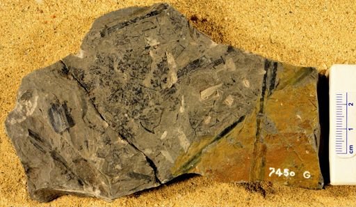 Sphenopteris tenuis