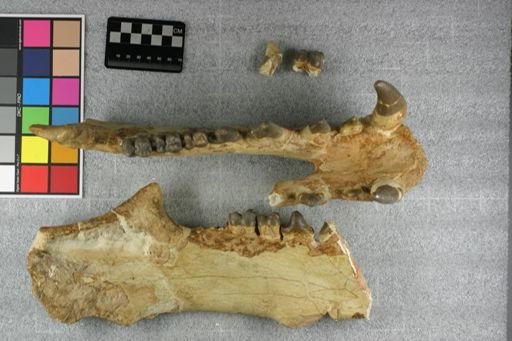 Archaeotherium wanlessi