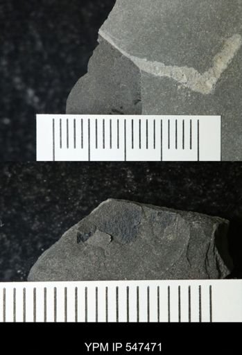 undet. Eurypterida