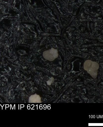 undet. Foraminiferida