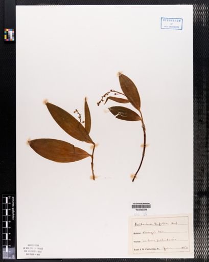 Maianthemum