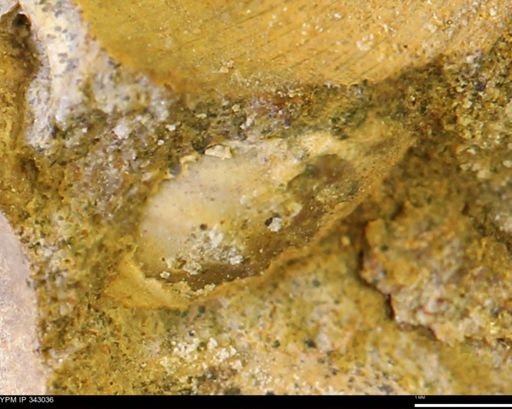 undet. Bivalvia
