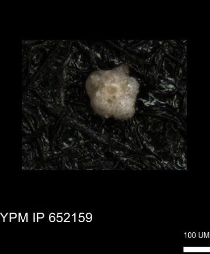 undet. Foraminiferida