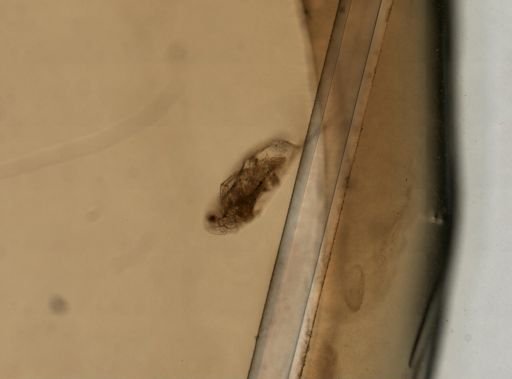 Daphnia