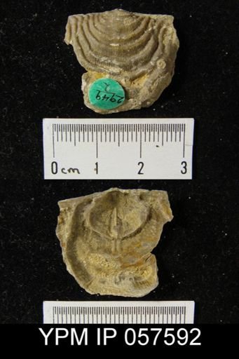 Leptaena rhomboidalis