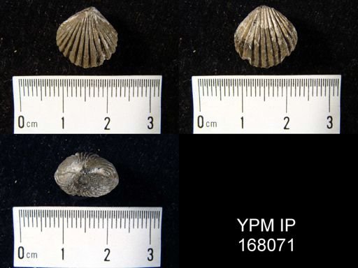 Camarotoechia dotis