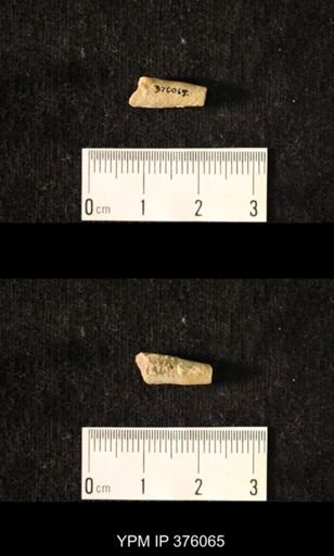 Pseudorthoceras knoxense