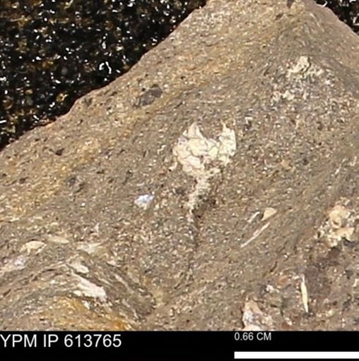 Scaphites sp.