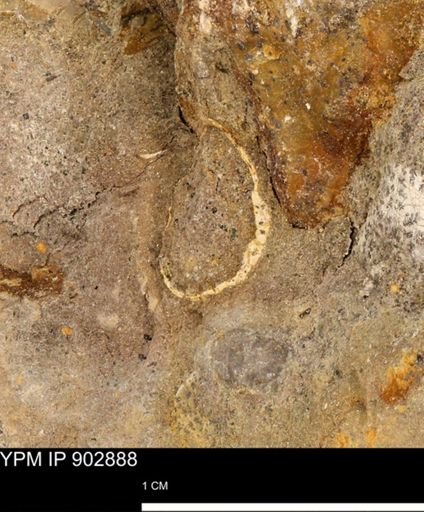 undet. Mollusca