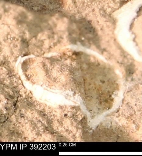 undet. Bivalvia