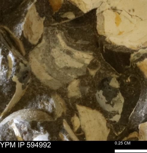 Protocardia sp.