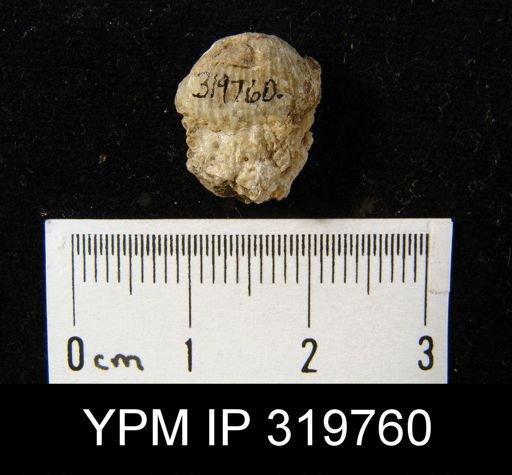 Productus nanus