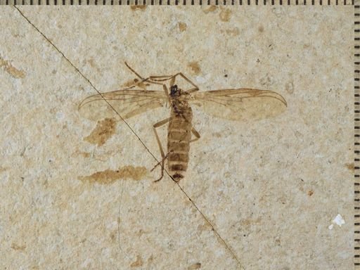 Plecia pealei